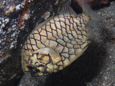 pinecone fish