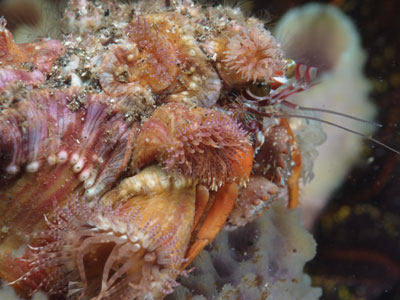 Anemone hermit crab