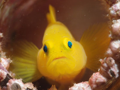 Yellow Pygmy-goby