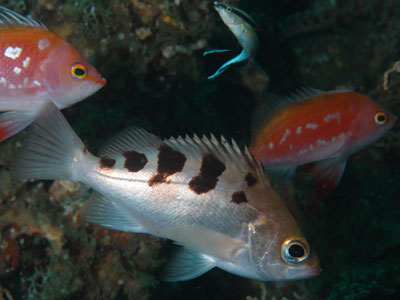 Cherry bass(オスメス）