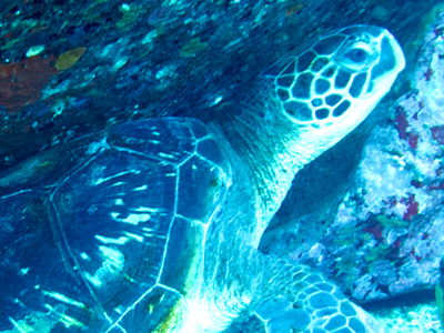 Green turtle