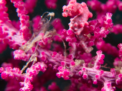 Pygmy Seahorse