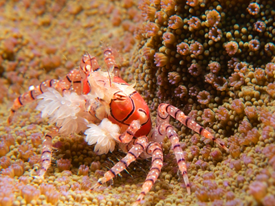 Boxer crab