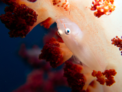 Soft-coral Goby