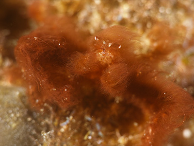 オランウータンクラブ