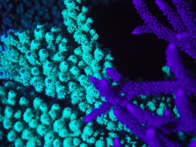 Acropora millepora(Fluo)