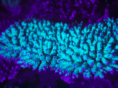 Acropora nasuta(Fluo)