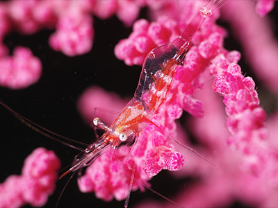 アカスジカクレエビ