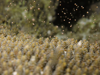 Acropora formosa