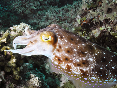 Reef Cuttlefish
