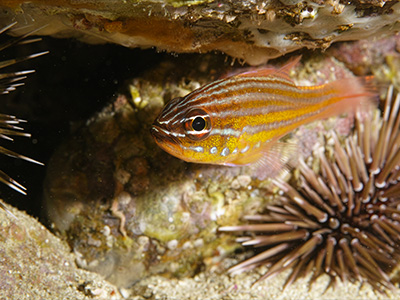 キンセンイシモチ