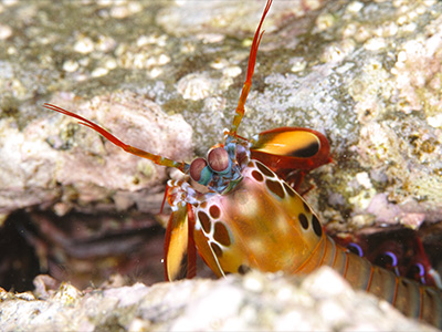 モンハナシャコ