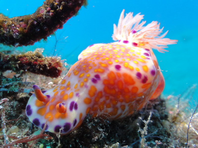 Trilobate Ceratosoma