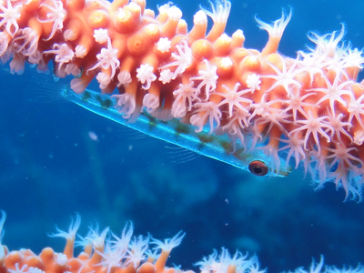 Whip coral goby