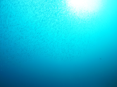 シマヒメヤマノカミ