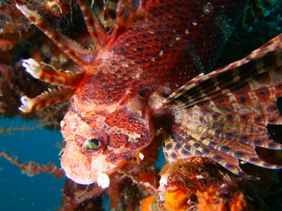 シマヒメヤマノカミ