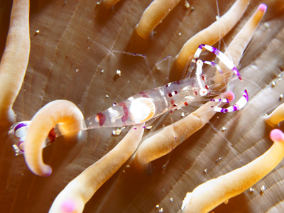 アカホシカクレエビ