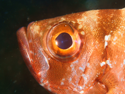 ホウセキキントキ