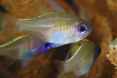 Threadfin cardinalfish