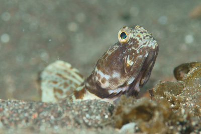 Highfin shrimpgoby