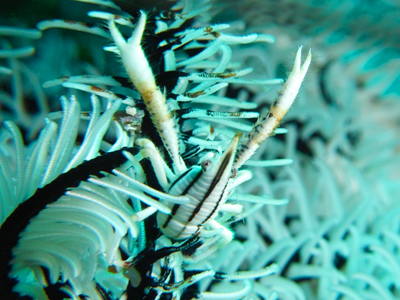 コマチコシオリエビ