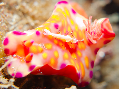 ニシキウミウシ