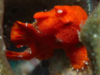 イロカエルアンコウ