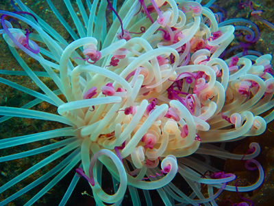 ウメボシイソギンチャク