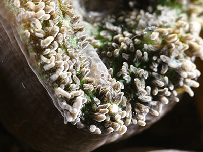 ワライヤドリエビ