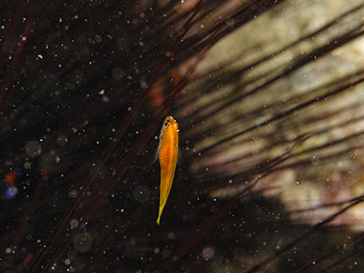 ヒメニラミベニハゼ