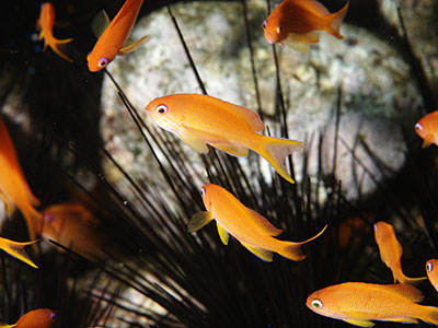 キンギョハナダイ