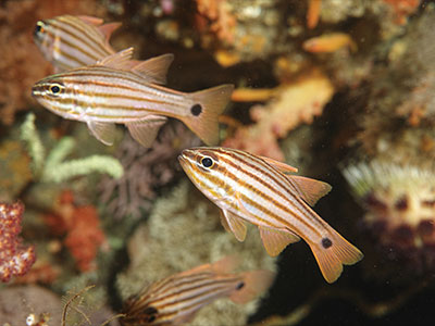 コスジイシモチ