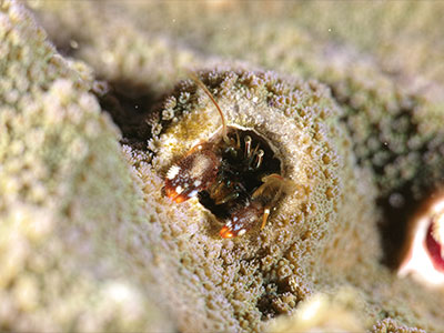 ニシキカンザシヤドカリ