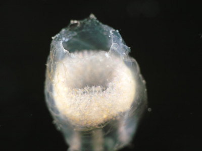 オオタルマワシ（卵塊）