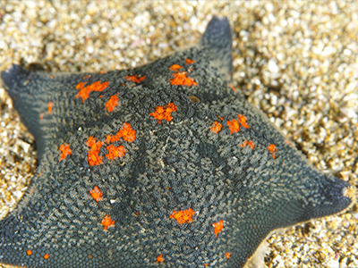 イトマキヒトデ