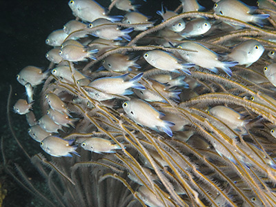 マツバスズメダイ