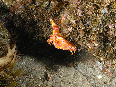 ニシキウミウシ