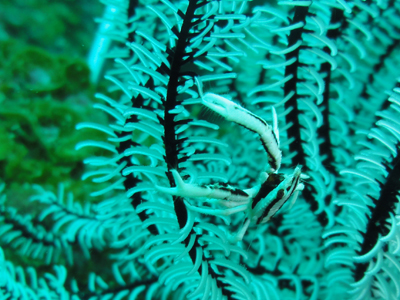 コマチコシオリエビ