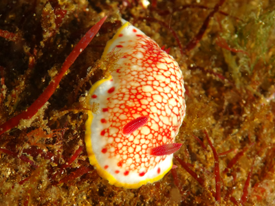 サラサウミウシ