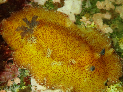 ネズミウミウシ