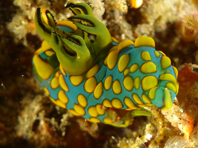 サガミリュウグウウミウシ