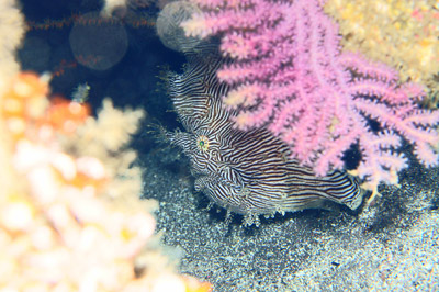 ソウシカエルアンコウ