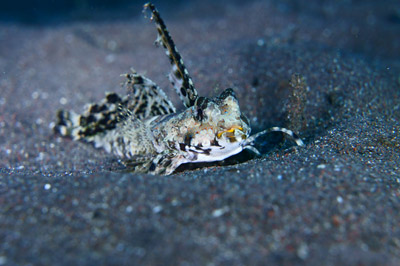 イッポンテグリ