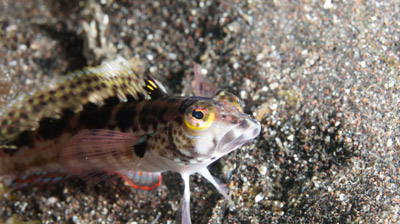 コウライトラギス