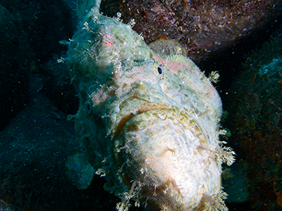 ネズミウミウシ