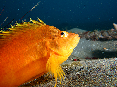 サガミリュウグウウミウシ