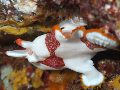 クマドリカエルアンコウ